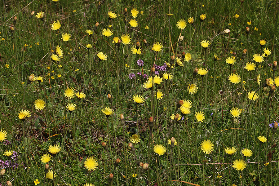 Dolgodlakava škržolica
Dolgodlakava škržolica. Na Jelovici.
Ključne besede: dolgodlakava škržolica Hieracium pilosella