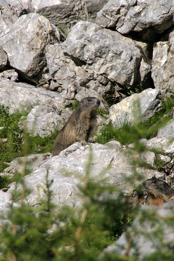 Straža
Svizac na straži. Rezek žvižg in ni ga bilo več. V Velski dolini.
Ključne besede: alpski svizec marmota caligata