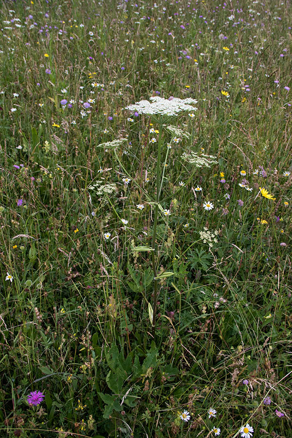 Navadni dežen
Navadni dežen (Heracleum sphondylium)
Ključne besede: navadni dežen heracleum sphondylium