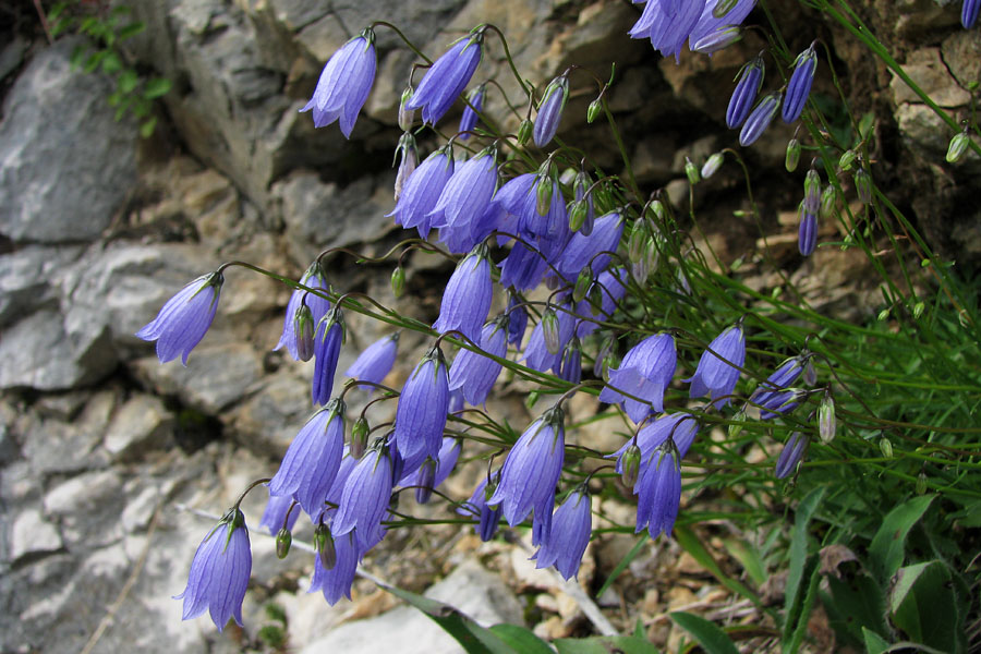 Rušnata zvončica
Rušnata zvončica ob cesti nad Nemškim Rovtom.
Ključne besede: rušnata zvončica campanula cespitosa