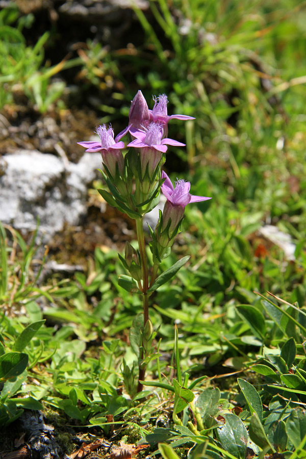 Čašasti sviščevec
Planina za Liscem.
Ključne besede: čašasti sviščevec gentianella anisodonta
