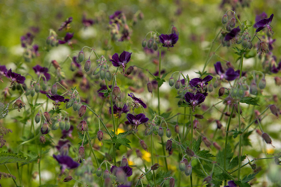 Rjavordeča krvomočnica
Kar oči pričnejpo boleti od množice prepledenih cvetov rjavordeče krvomočnice. Jelovica.
Ključne besede: rjavordeča krvomočnica geranium phaeum