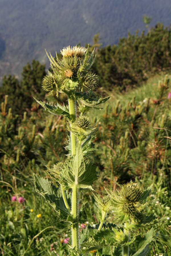 Kranjski osat
Kranjski osat na klasičnem nahajališču pod Toscem. Žal še ne cveti povsem.
Ključne besede: kranjski osat cirsium carniolicum
