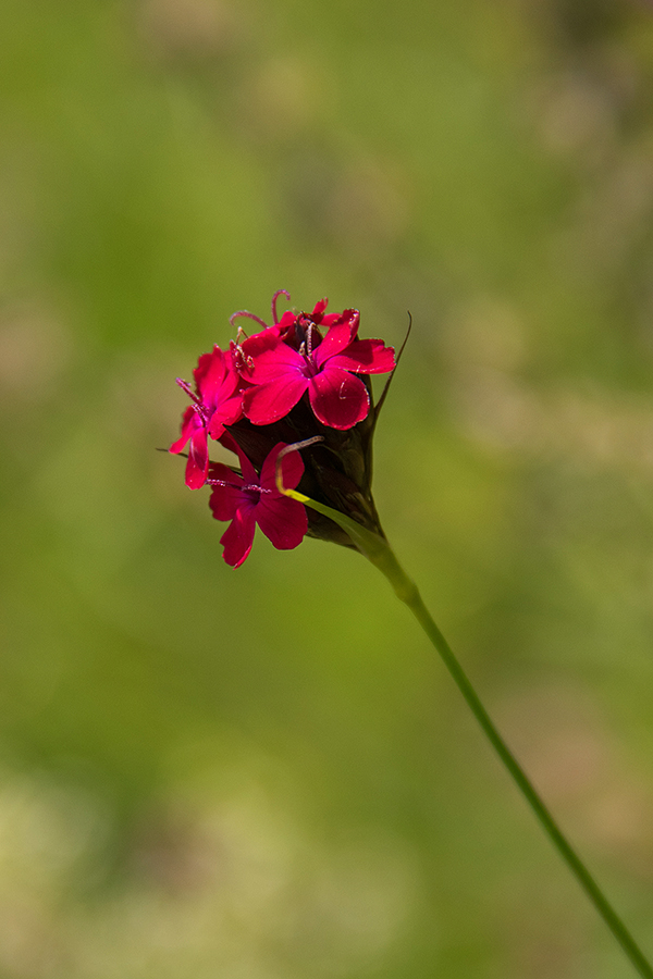 Krvavordeči klinček
Krvavordeči klinček ponavadi raste na Krasu. Na zelo majhnem področju tudi v Bohinju.
Ključne besede: krvavordeči klinček dianthus sanguineus