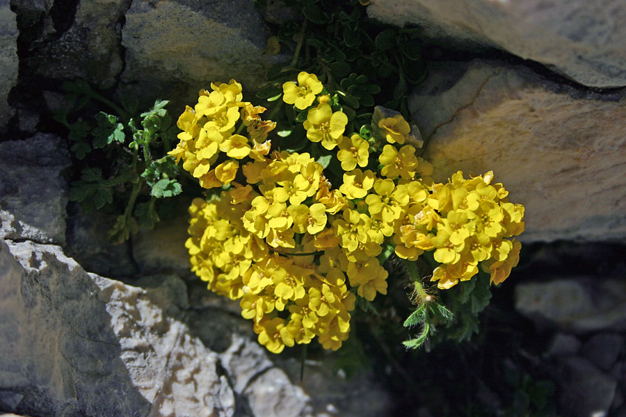Obirski grobeljnik
Obirski grobeljnik (Alyssum ovirense). Preval Čez Hribarice.
Ključne besede: obirski grobeljnik alyssum ovirense