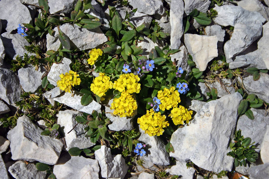 Šopek
Obirski grobeljnik (Alyssum ovirense) v družbi planinskih spominčic (Myosotis alpestris). Preval Čez Hribarice.
Ključne besede: obirski grobeljnik alyssum ovirense planinska spominčica myosotis alpestris