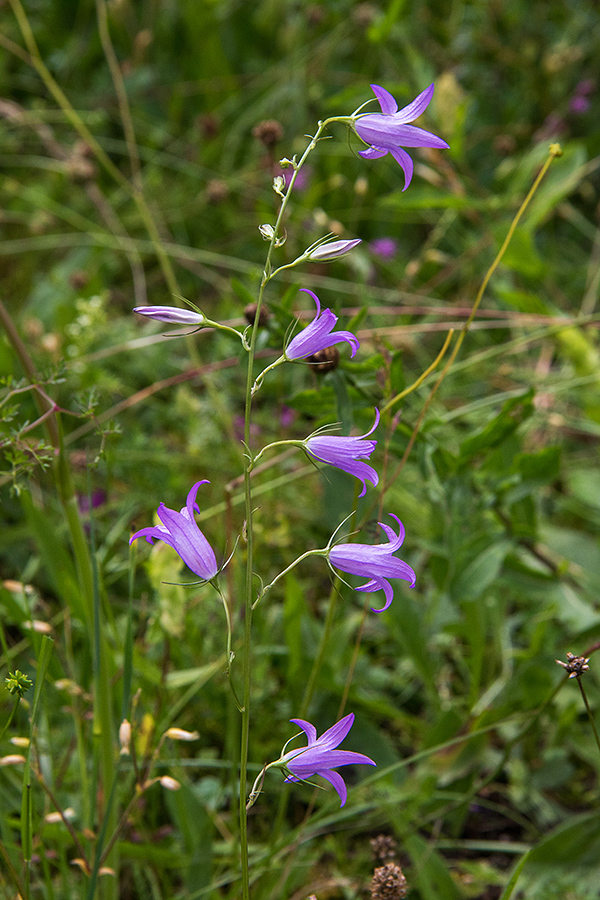 Repuščeva zvončica
Repuščeva zvončica. Ukanc v Bohinju.
Ključne besede: repuščeva zvončica campanula rapunculus