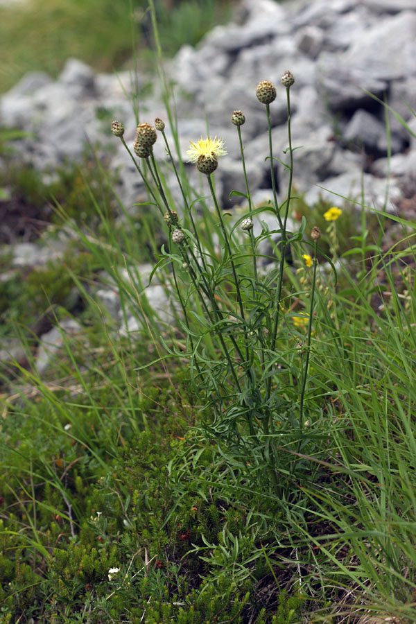 Dvobarvni  glavinec II.
Takole raste dvobarvni glavinec. Bohinj.
Ključne besede: dvobarvni glavinec centaurea dichroantha
