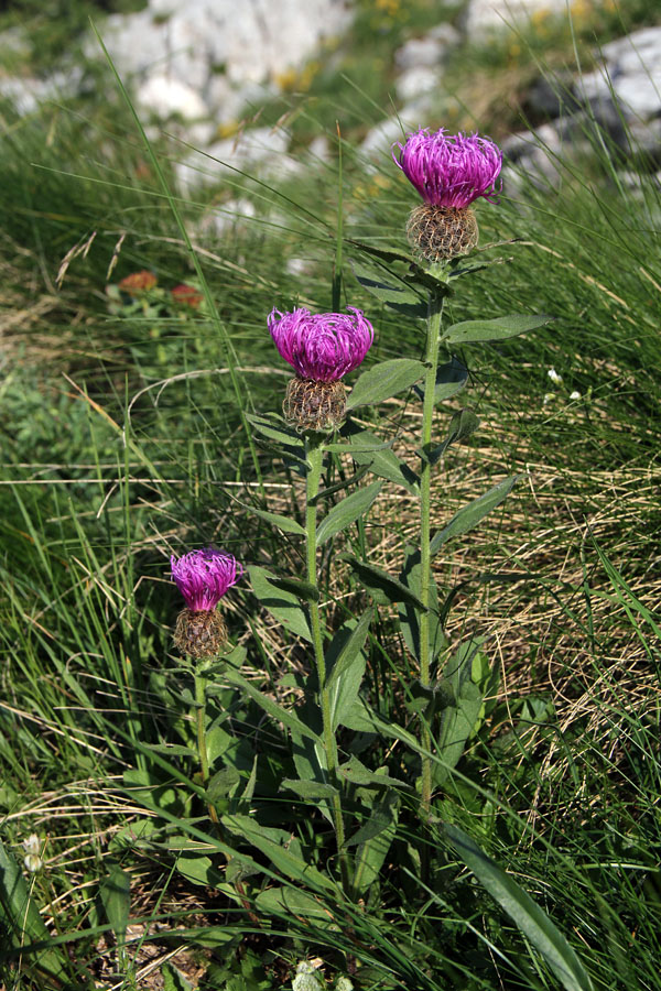 Peresasti glavinec
Pot okrog Tosca.
Ključne besede: peresasti glavinec centaurea uniflora nervosa