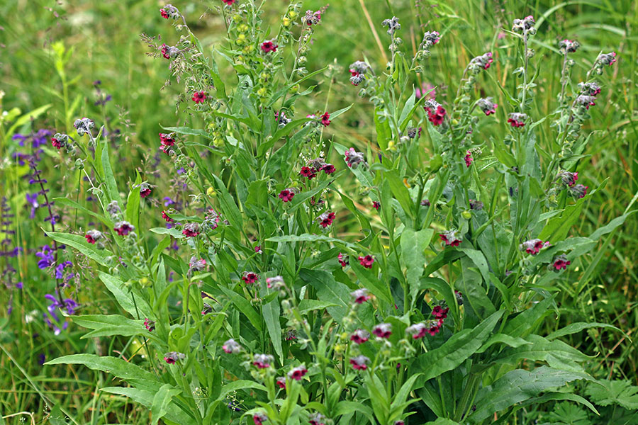 Navadni pasji jezik
Navadni pasji jezik.
Ključne besede: navadni pasji jezik cynoglossum officinale