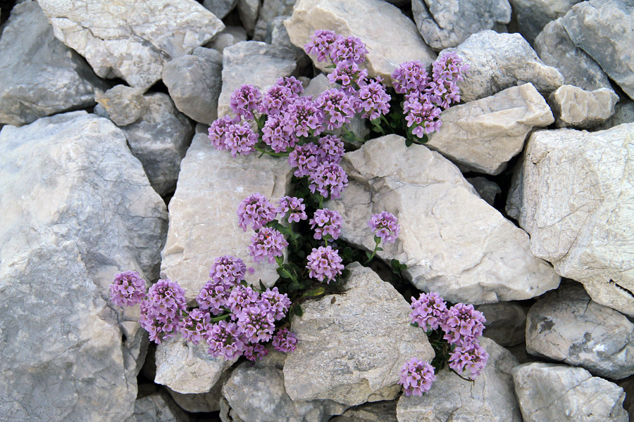 Okroglolistni mošnjak
Okroglolistni mošnjak krasi večino melišč v bližini Vodnikovega doma.
Ključne besede: okroglolistni mošnjak thlaspi rotundifolium