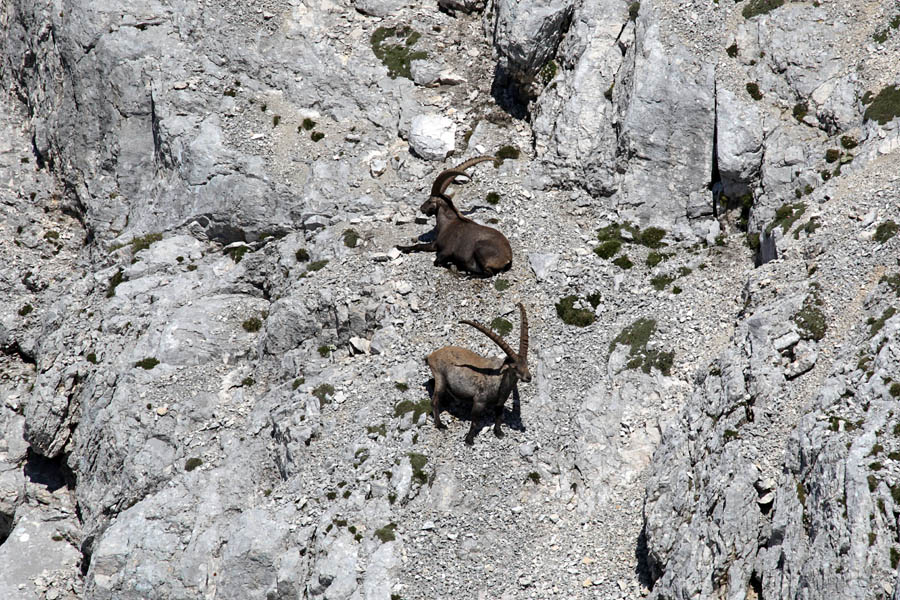 Pod Cmirom
Kozoroga pod Cmirom.
Ključne besede: kozorog capra ibex ibex