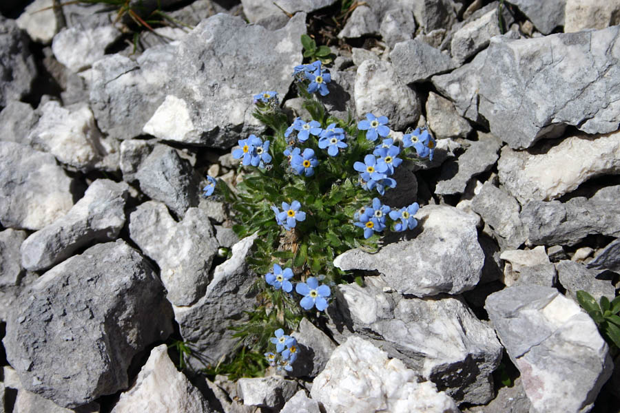 Triglavska neboglasnica
Triglavska neboglasnica (Eritrichum nanum). Precej nad 2000m in proč od poti se je vredno potruditi za to modrino. Na Vršakih jo raste precej, žal so cvetovi povsod precej uničeni od dežja (v kotanjah sva kljub vročini našla ostanke sodre). Težko življenje imajo visokogorske rože...
Ključne besede: triglavska neboglasnica eritrichum nanum