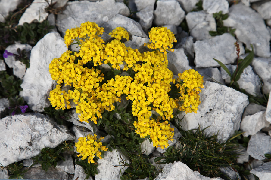 Obirski grobeljnik
Obirski grobeljnik na Veliki Zelnarici.
Ključne besede: obirski grobeljnik alyssum ovirense