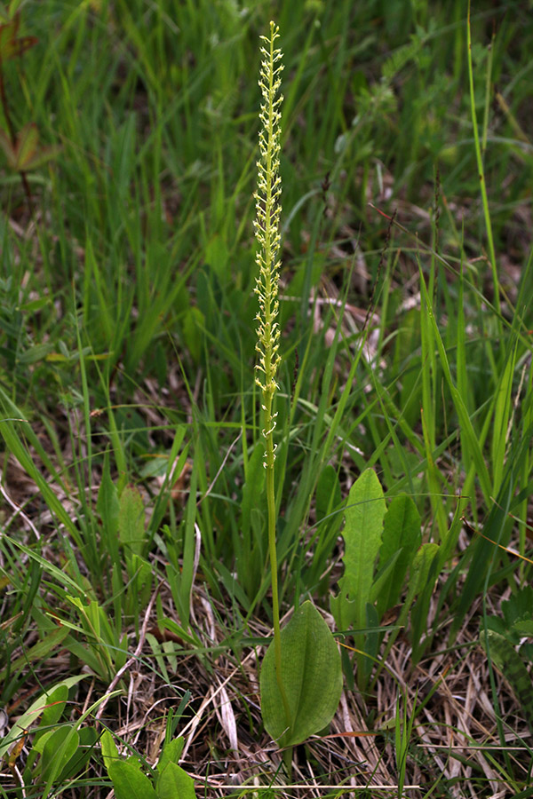 Enolistna plevka
Danes sva našla kar precej primerkov enolistne plevke. Ta je bila najvišja in že od daleč vidna.
Ključne besede: enolistna plevka malaxis monophyllos