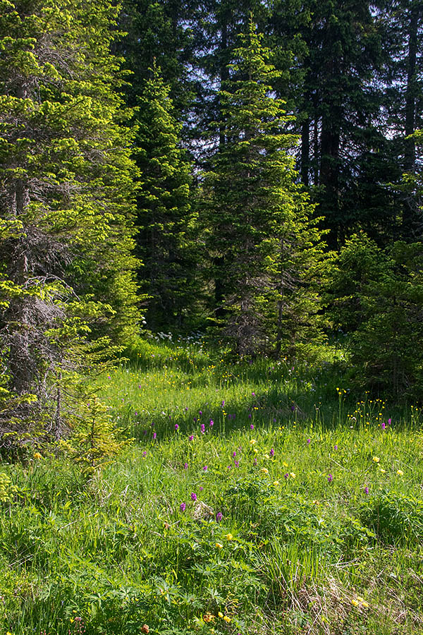 Majska prstasta kukavica
Eno od mnogih rastišč majske prstaste kukavice. Verjetno so med primerki tudi križanci, katerih je na Pokljuki ogromno.
Ključne besede: majska prstasta kukavica dactylorhiza majalis