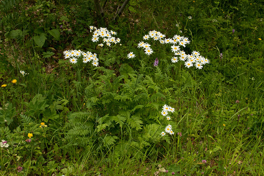 Češuljasti vratič
Ivanjščicam podobna roža. Na enem steblu ima več cvetov. Na Kobli.
Ključne besede: češuljasti vratič tanacetum corymbosum