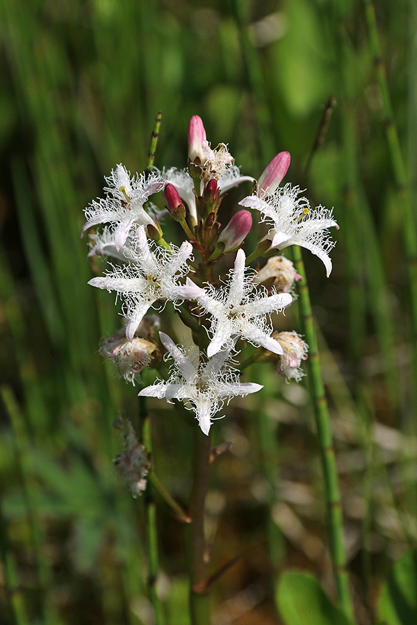 Navadni mrzličnik
Navadni mrzličnik na močvirjih Pokljuke.
Ključne besede: navadni mrzličnik menyanthes trifoliata