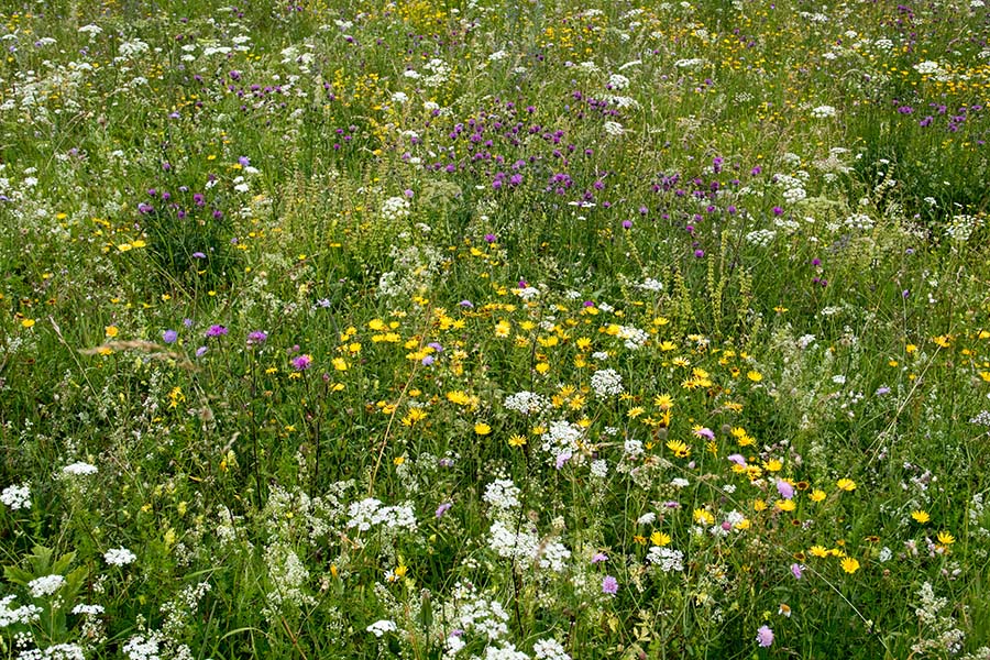 Pisani travnik
Pisani travnik na Kobli.
Ključne besede: travnik kobla