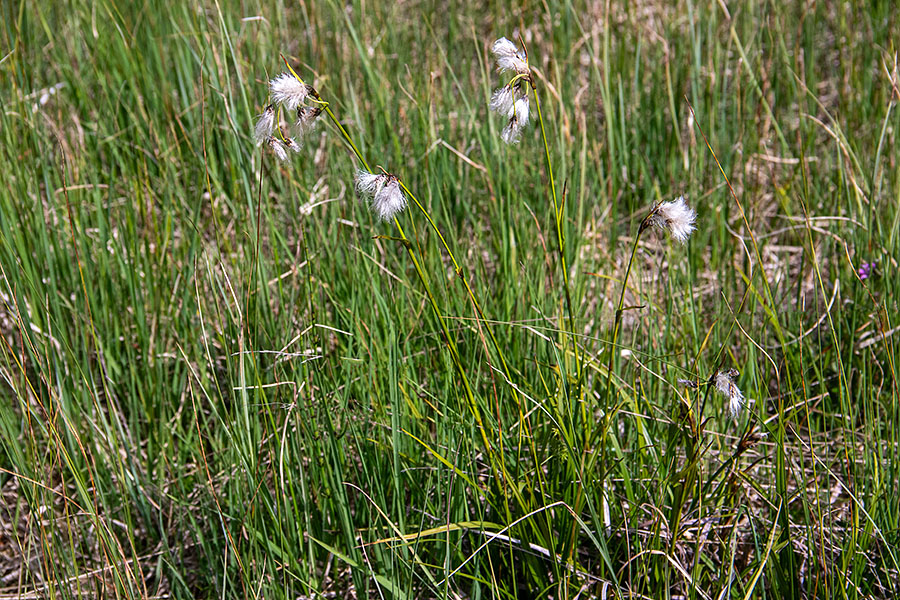Širokolistni munec
Širokolistni munec. Na barjih Jelovice.
Ključne besede: širokolistni munec eriophorum latifolium
