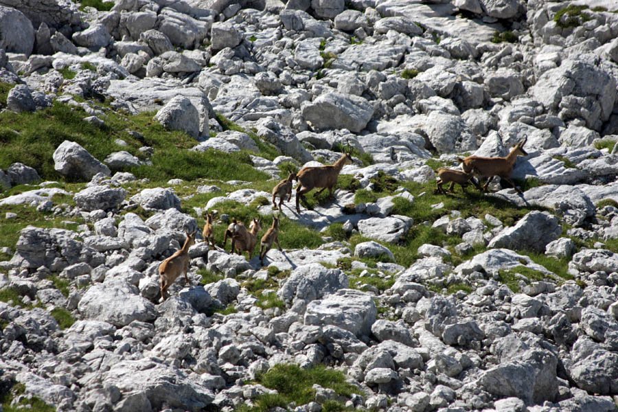 Čreda gamsov
Večinoma mame in mladina se podijo pod Plaskim Voglom. V popolni tišini se topotanje kopit sliši zelo daleč. S pristopa na Plaski Vogel.
Ključne besede: plaski vogel gams rupicapra rupicapra