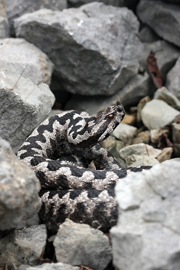 V pozoru
Modras skrit v melišču. V tej pozi je lepo viden rožiček na nosu, ki je značilen za modrase.
Ključne besede: modras vipera ammodytes
