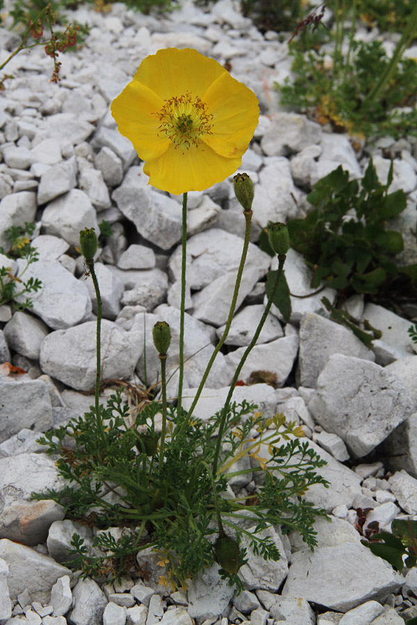 Petkovškov mak
Na planini Poljana brez petkovškovega maka ne gre.
Ključne besede: petkovškov mak papaver alpinum subsp. victoris
