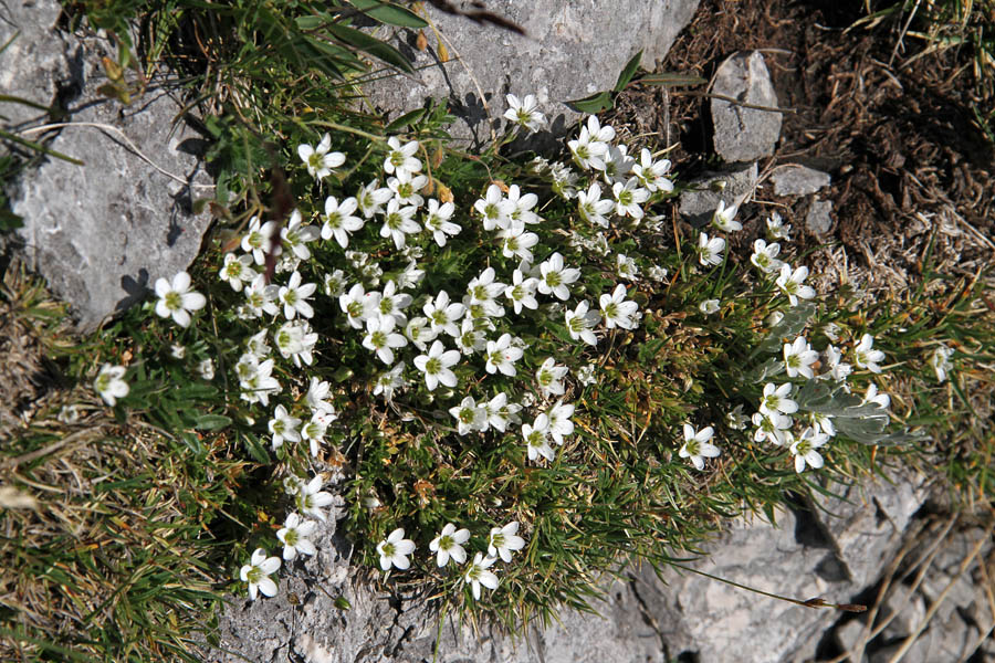 Resasta peščenka
Resasta peščenka v skalah Vernarja.
Ključne besede: resasta peščenka arenaria ciliata