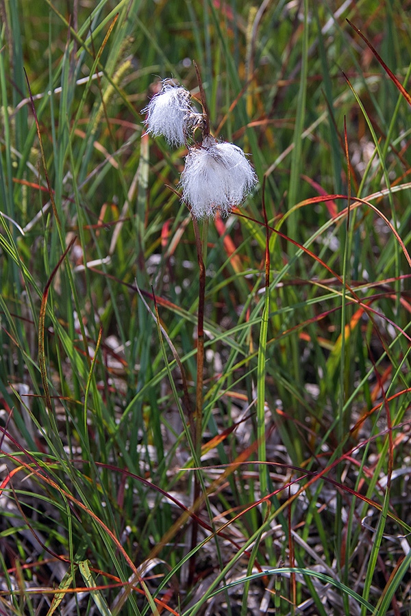 Ozkolistni munec 
Ozkolistni munec. Na Jelovici. 
Ključne besede: ozkolistni munec eriophorum angustifolium