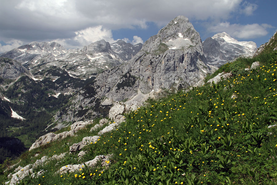 Na Vernar I.
Morje navadnih pogačic je znak, da je tu še pred kratkim ležal sneg. Pot na Bohinjska vratica in Vernar. Na sliki je Mišelj vrh.
Ključne besede: vernar mišelj vrh bohinjska vratica