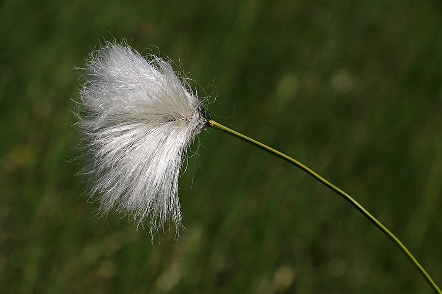 Nožničavi munec
Nožničavi munec. Na Jelovici.
Ključne besede: nožničavi munec eriophorum vaginatum