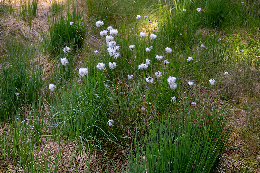 Nožničavi munec
Nožničavi munec. Na Jelovici.
Ključne besede: nožničavi munec eriophorum vaginatum