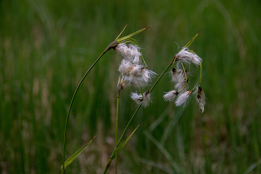 Ozkolistni munec
Ozkolistni munec. Na Jelovici.
Ključne besede: ozkolistni munec eriophorum angustifolium