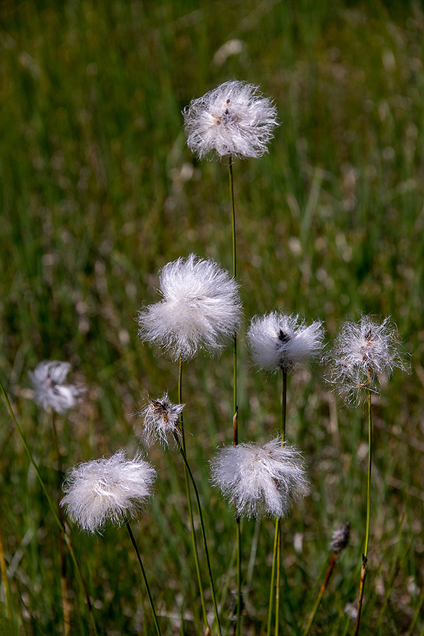 Nožničavi munec
Nožničavi munec. Na Jelovici.
Ključne besede: nožničavi munec eriophorum vaginatum