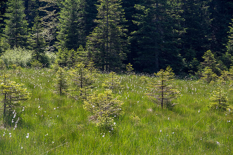 Širokolistni munec
Širokolistni munec. Na barjih Jelovice.
Ključne besede: širokolistni munec eriophorum latifolium