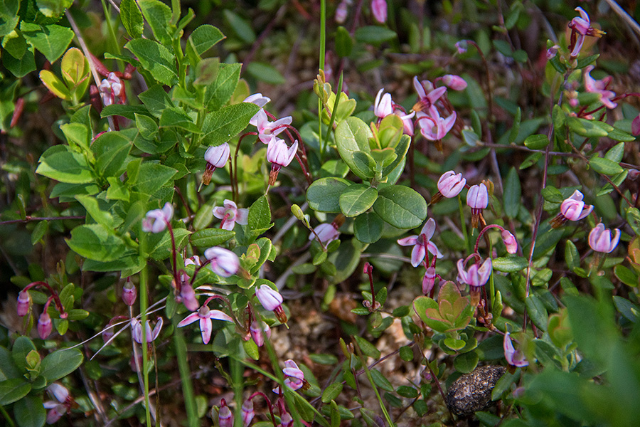 Dlakava mahovnica
Dlakava mahovnica na Jelovici.
Ključne besede: dlakava mahovnica oxycoccus palustris