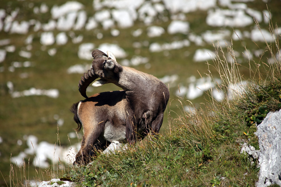Praskanje
Praskanje po riti :)) Pot proti Škrbini Prednje špranje.
Ključne besede: kozorog capra ibex