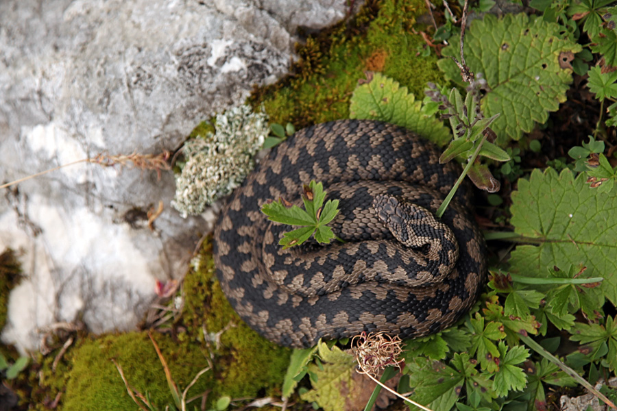 Gad
Letos brez kač ne gre. Verjetno že 30 primerek gada letos. Le korak s poti ob Dvojnem jezeru. Zanimivo, kako se je povil okrog rastlinice na sredini ...
Ključne besede: gad vipera berus