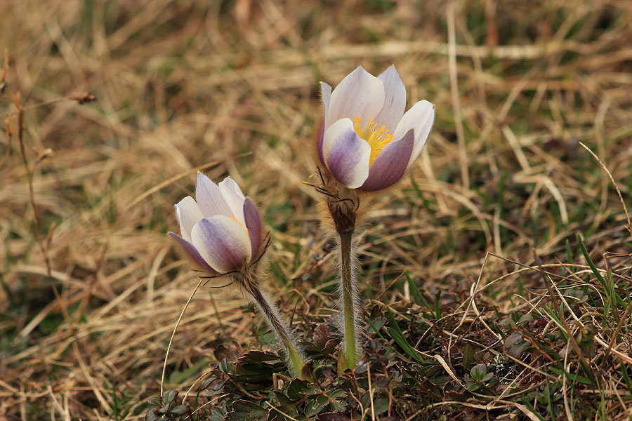 Kosmatinca
Spomladanska kosmatinca.
Ključne besede: spomladanski kosmatinec pulsatilla vernalis
