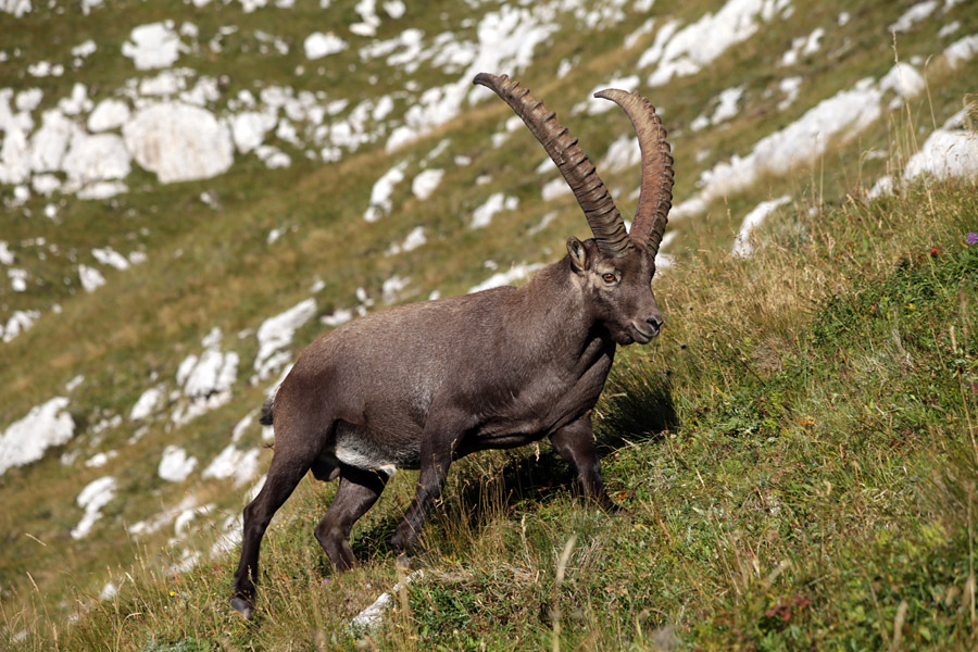 Kozorog
Kozorog na sedlu Scalini.
Ključne besede: kozorog capra ibex