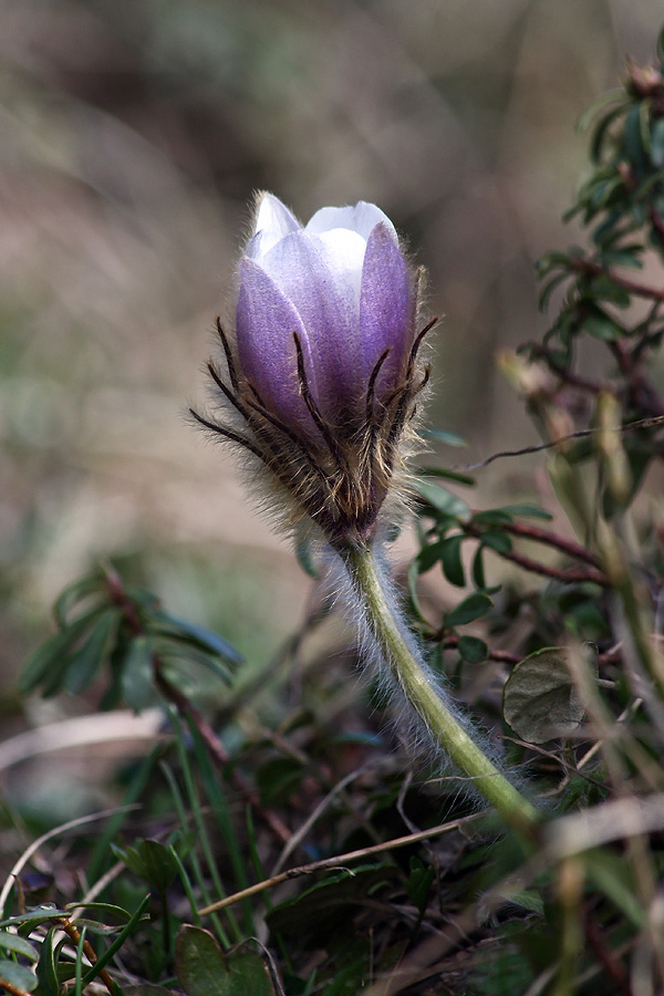 Mladi kosmatinec
Spomladanski kosmatinci so letos komaj še ujeli pomlad. Letos jih cveti izredno malo. 
Ključne besede: spomladanski kosmatinec pulsatilla vernalis