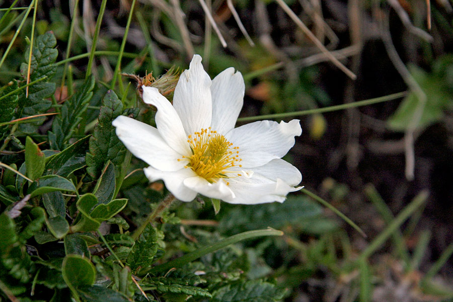 Alpska velesa
Mogoče velesa, moti pa me, ker še nikoli nisem našel le en posamezen cvet. 
Ključne besede: velesa dryas octopetala