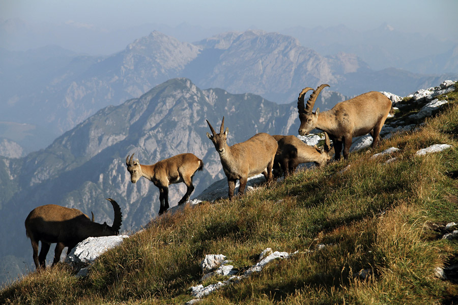 Jutranja paša
Na sedlu Forca de la Viene pod Strmo pečjo.
Ključne besede: kozorog capra ibex ibex