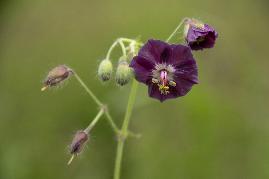Rjavordeča krvomočnica
Rjavordeča krvomočnica na Jelovici.
Ključne besede: rjavordeča krvomočnica geranium phaeum