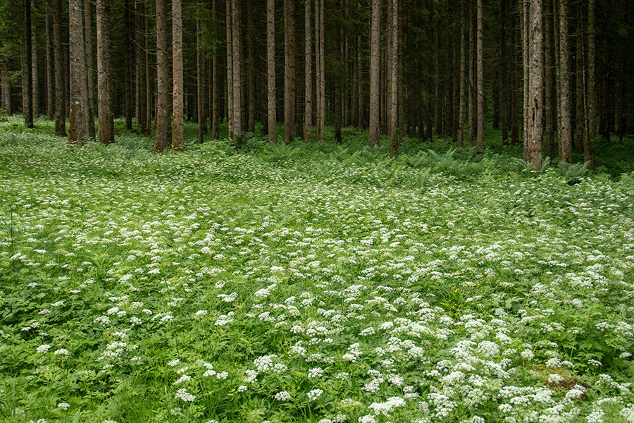 Dlakavo trebelje
Dlakavo trebelje v gozdovih Jelovice.
Ključne besede: dlakavo trebelje chaerophyllum hirsutum