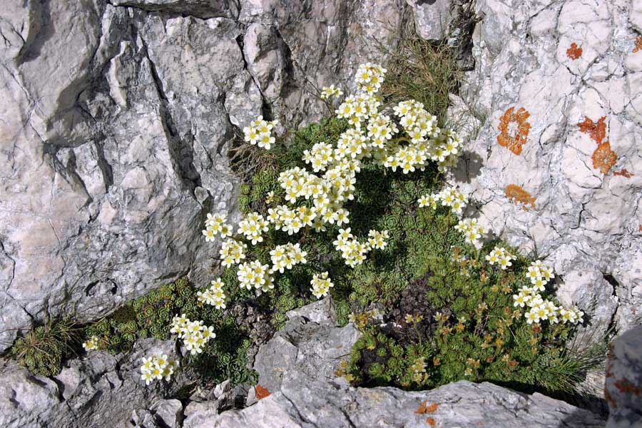 Grozdasti kamnokreč
Grozdasti kamnokreč.  V skalah visokogorja.
Ključne besede: grozdasti kamnokreč saxifraga paniculata
