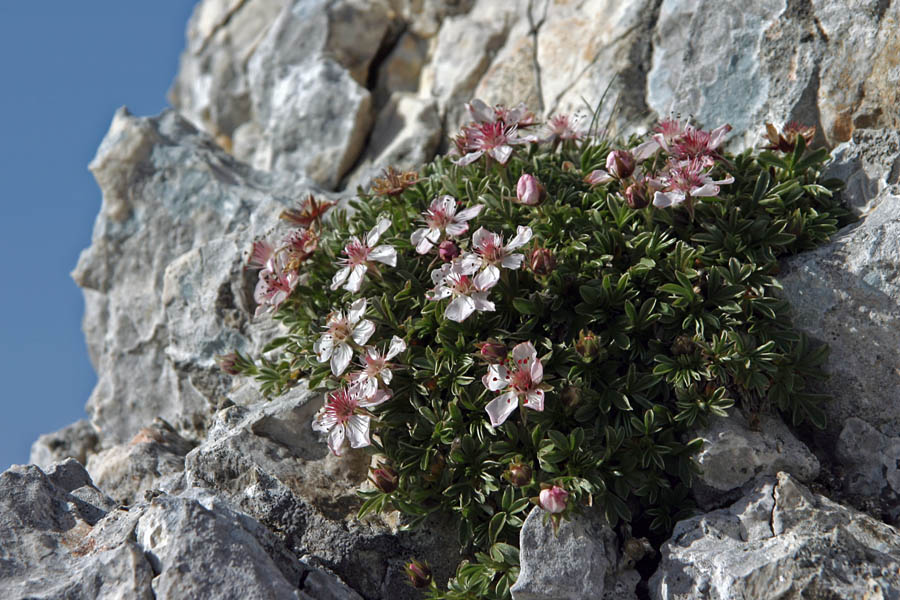 Triglavska roža (Bleščeči prstnik)
Triglavska roža - Bleščeči prstnik (Potentilla nitida). Skale in melišča visokogorja.
Ključne besede: triglavska roža bleščeči prstnik potentilla nitida