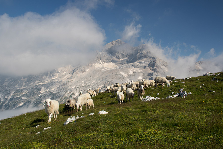 Ovčke naToscu
Brez ovc na Toscu ne gre. Razgled pa imajo ...
Ključne besede: tosc triglav