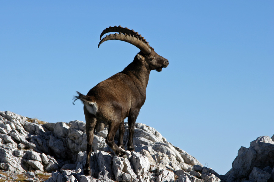 Kozorog
Kozorog na Debelem vrhu.
Ključne besede: kozorog capra ibex ibex
