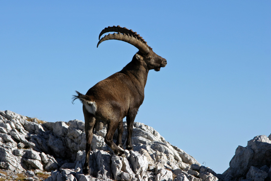 Kozorog
Kozorog na Debelem vrhu.
Ključne besede: kozorog capra ibex ibex
